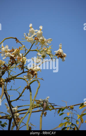 Coscia di fiori o Moringa Oleifera in Kolkata, India. Foto Stock