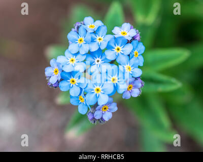 Il blu dei fiori di montagna dimenticare-me-non in montagna ad un'altitudine di 2500 m. Lat. Contrin Foto Stock