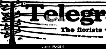 . Fioristi' review [microformati]. Floricoltura. 88 i fioristi^ Review Dbcdmbbb 18, 1919. Si prega di notare che queste immagini vengono estratte dalla pagina sottoposta a scansione di immagini che possono essere state migliorate digitalmente per la leggibilità - Colorazione e aspetto di queste illustrazioni potrebbero non perfettamente assomigliano al lavoro originale. Chicago : fioristi' Pub. Co Foto Stock