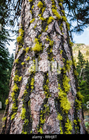 Una Ponderosa Pine con il lichen crescente dalla sua corteccia. Icicle Canyon, Washington Cascades, STATI UNITI D'AMERICA. Foto Stock