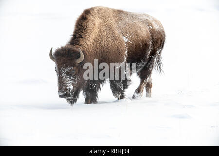 I bisonti americani (Bison bison) a Yellowstone la neve invernale Foto Stock