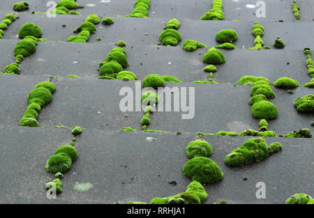 Colore verde brillante grumi di moss crescendo negli spazi vuoti sul panno bagnato ardesia per tetti di piastrelle. Foto Stock