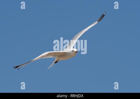 Di Audouin gabbiano (Ichthyaetus audouinii / Larus audouinii) in volo overhead, Mallorca, Spagna, Agosto. Foto Stock