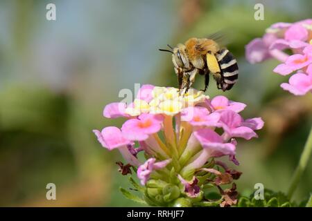 Bianco-nastrare digger bee (Amegilla quadrifasciata), in bilico come nettari di frutta su Lantana fiori, Mallorca, Spagna, Agosto. Foto Stock