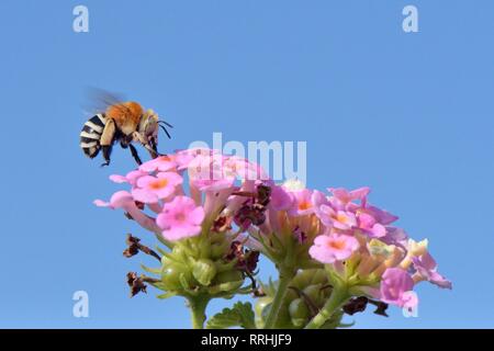 Bianco-nastrare digger bee (Amegilla quadrifasciata), in bilico come nettari di frutta su Lantana fiori, Mallorca, Spagna, Agosto. Foto Stock