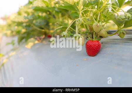 Il corbezzolo con fragole rosso presso la piantagione di fragole. Foto Stock