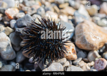 Primo piano di ricci di mare su un soleggiato ma la spiaggia sassosa. Trascorrere il proprio tempo libero e alla ricerca di interessanti animali marini. Foto Stock