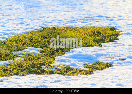 Grano di inverno guarda fuori da sotto la neve , weather cambia Foto Stock