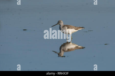 Common greenshank ritratto Foto Stock