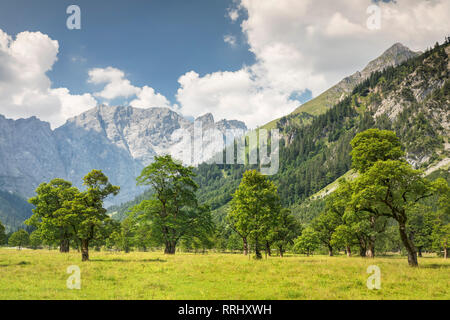 Grosser Ahornboden, alberi di acero, montagne Karwendel, riserva naturale, Eng, Hinterriss, Tirolo, Austria, Europa Foto Stock