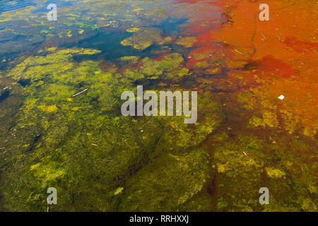 Fioritura di alghe presso il lago di Costanza durante una calda giornata estiva Foto Stock