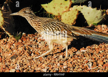 Avvicinandosi a un Roadrunner non è facile. Sono stato fortunato con solo un paio di colpi. Più simili a questo. Foto Stock