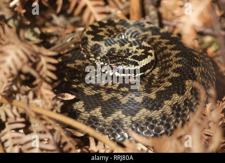 Una bella sommatore (Vipera berus) snake appena al di fuori della modalità di ibernazione crogiolarsi sotto il sole mattutino. Foto Stock