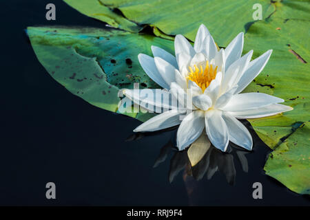 La botanica, bianco profumato Ninfea Bianca (Nymphaea odorata) nella zona umida sul lago a ferro di cavallo in Muskoka, Additional-Rights-Clearance-Info-Not-Available Foto Stock