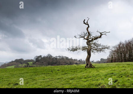 Una molto vecchia quercia sessile Quercus petraea in piedi in un campo in Cornovaglia. Foto Stock