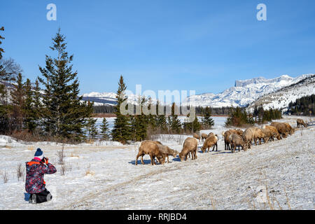 Turista femminile o visitatori del parco nazionale di fotografare i bighorn (Ovis canadensis) nel congelato paesaggio invernale con il Whitecap Mountain nel Foto Stock