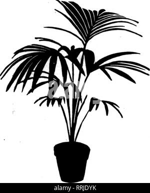 . Fioristi' review [microformati]. Floricoltura. Le palme, felci, ecc. KENTIA FORSTERIANA Slntfle impianti 2^-iiich pentole. $1.60 per doz.; $12.00 per 100; $100.00 per 1000. KENTIA BELMOREANA PlanU singolo 214 pollici pentole, $1,50 per doz.; $12.00 per 100; $100.00 per 1000. ARECA LUTESCENS 4-iiich pentole, 4 piante $4.20 per doz. PHOENK ROEBELENII 6 pollici pentole $1.00 ogni LATANIA BORBONICA 2 pollici pentole 75c per doz.; $5.00 per 100 LIVISTONA ROTUNDIFOLIA da 3 pollici pentole $14.00 per 100 4 pollici pentole 50 ogni WEDDELLIANA COCOS 2 pollici pentole 1,75 dollari per doz.; $14.00 per 100 PTYCHOSPERMA ALEXANDRAE da 3 pollici pentole 1,75 dollari per doz.; $14. Foto Stock