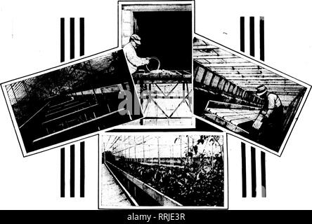 . Fioristi' review [microformati]. Floricoltura. 152 fioristi^ Review NOVEMBBB 20. 1919.. Costruire il vostro prossimo panche di cemento e di risparmiare denaro per la stessa ragione per cui il legno è stato sostituito da concreti nella costruzione di costruire- rali, così è legno essendo sostituita da cemento nella costruzione di banchi di serra. Banchi di calcestruzzo sono la più bella, più efficiente e più economica per ogni produttore di utilizzo. La riparazione non è mai necessario-risparmiano tempo e denaro-dimostrare una sempre pagare gli investimenti.] Questo banco è stato ampiamente accettato come lo stand - ard. I coltivatori sull intero paese Foto Stock