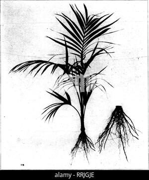 . Fioristi' review [microformati]. Floricoltura. I fioristi^ NOTEMBBB Revisione 6, 1919. ^ir^^^^^-^^^ilBKPilBBBWI^^WHIWi^^gSI^^BPPWi^^^^^i^l^^^^P^IWy^^^^^^^^ ***-"&GT;. ,.^ 1 a sinistra a metà un Pliotograph Panoramica del primo grande California Palm-Growing florists retail" punto di vista vi è un solo palm, kentia e coltura esterna non ha fornito le necessarie per- fection di finitura. Fu nel 1913 che Edgar B. lavare- bruciare un laureato del settore agricolo col- lege dell'Università del Wisconsin e un membro della società di Bassett &AMP; Washburn, Chicago, ha intrapreso la coltivazione di kentias in Foto Stock