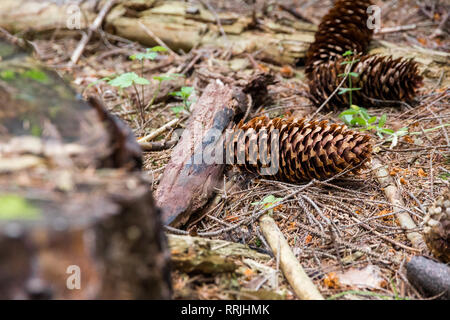 Macro di abete rosso coni con scaglie sottili, caduto sul suolo della foresta e circondato da pezzi di legno di abete e/aghi di pino. Il tardo autunno scena, profondo in t Foto Stock