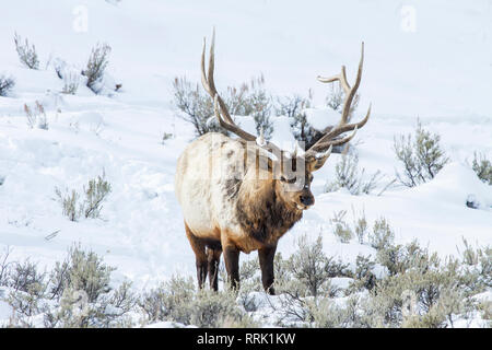 Bull elk in inverno, il Parco Nazionale di Yellowstone, Wyoming USA Foto Stock