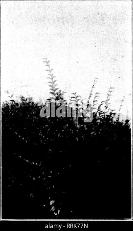 . Fioristi' review [microformati]. Floricoltura. tlTL NOTIMBBR 6, 1910. I fioristi^ Review 107 Alzarmi una scorta di nuovo IBOLIUN LIGUSTRO in un Huny questi sono i giorni in cui la fretta-fino ai metodi sono in ordine e lo è specialmente nei reami di Hor- ticulture. Il vivaista che antici- pâté di alzarsi una scorta di named Eho- dodendrons, per esempio, e cominciare- ning nella parte inferiore, deve rendersi conto che egli ha diversi anni di investimenti essere- fore lui, con una relativamente limitata della domanda in prospettiva. Non così con il propagatore di alcune rapidamente cresciute piante hedge con un quasi onu- limitata q Foto Stock