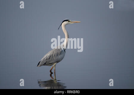 Airone cenerino, Ardea cinerea in piedi in acqua con riflessione a Bhigwan di Pune, Maharashtra, India. Foto Stock