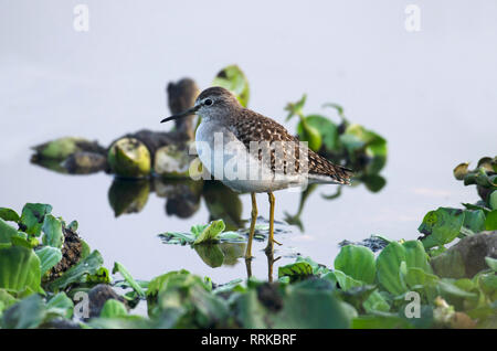 Spotted Sandpiper, Actitis macularius in cerca di cibo nei pressi di Pune, Maharashtra, India. Foto Stock