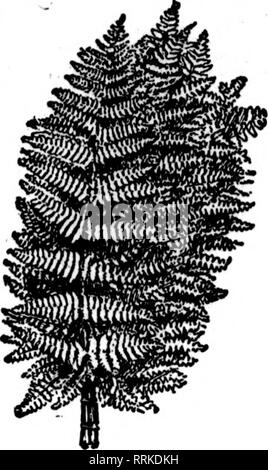 . Fioristi' review [microformati]. Floricoltura. 40 i fioristi^ Review Jandaby 16, 1919. TANCY felci ctock migliori nel paese ^mm^mi $5.00 per 1000 $5.00 per 1000 ^g^waftK^^ra^^P^ soggette a modifica senza preavviso. Wild Smilax, 50-pound casi, $5.50; 25-pouad casi $ 3,25 Magnolia foglie verde e bronzo, per cartone 1,75 S8av(K/i/i?w!^aK"^r^ Galax foglie verde e bronzo, per ogni caso di 10.000 10.00 verde spray Leucothoe, extra fine, per 100, $1.00; per 1000 7.50 "j-S, foglio verde muschio, molto bene per cestello di lavoro fresatura, pentole, ecc. per sacchetto 2.50 ^ '^'^W^tes^ Sphagnum Moss, per balla 2.00 Boxwo Foto Stock