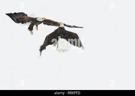 Aquila calva aggressione Foto Stock