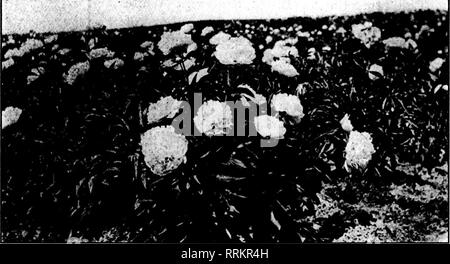 . Fioristi' review [microformati]. Floricoltura. Luglio 5, 1917. I fioristi' Riesaminare 67 Miiiiilllllllllilllllllllllllllllliiillllllllllllli: HO CILIFORNII LIGUSTRO | S' più grandi e migliori stock di chiamata- e 5 fornia ligustro di qualsiasi nursery nella S 2 woyld. = 5 polacco o corazzata ligustro E S Amoor o russo ligustro = 5 Berberis Thunbergii E S prezzi molto interessanti su carload lotti E HO J.T.LOVm, Inc., lilUc argento, N.J. | S'Originale ai coltivatori di  S! California ligustro come una siepe pianta - nillllllllllllllllllllillllllllllllllllllllllllll^ Mpiitton Tlie Uevlew quando scrivi. IJFor caduta, 1917, Pot-cresciuto H Foto Stock