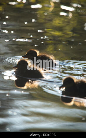 Svezia- Animali, organismo, biologico, Animalia, respirare, riprodurre, crescere cellule, blastula, embrionali, specie, insetti, zoologia, specie, Anima Foto Stock