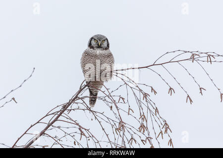 Northern Hawk Owl appollaiato su albero, caccia in inverno a Vancouver BC Canada Foto Stock