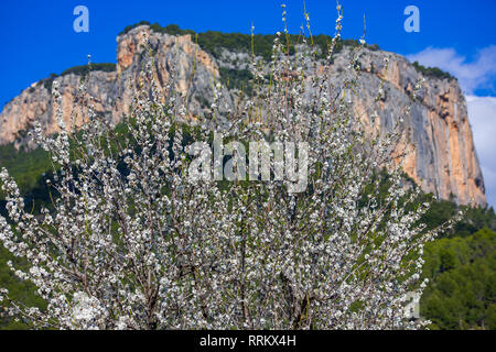 La fioritura dei mandorli davanti a Alaró castle rock, Maiorca, isole Baleari, Spagna Foto Stock