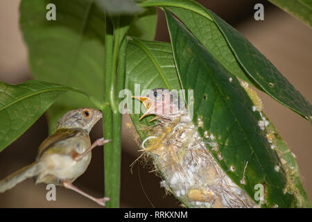 Sarto comune bird ( Orthotomus sutorius ) di alimentazione del bambino uccello. Foto Stock