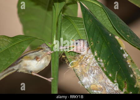 Sarto comune bird ( Orthotomus sutorius ) di alimentazione del bambino uccello. Foto Stock