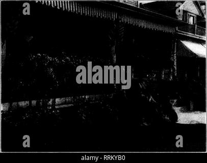 . Fioristi' review [microformati]. Floricoltura. Aprile 26, 1917. I fioristi' Riesaminare 15. In Daytoa, 0.&GT; il giardinaggio Bug Bit Più duro e precedente rispetto a nella maggior parte delle altre città. possono essere piantate, tulipani, narcisi, cro- cuses, bucaneve, ecc., essendo utilizzati per questo scopo. Ci sono un gran numero di alberi sempreverdi adattati per effetto d'inverno. Essi possono essere disposti in modo da produrre una siepe-come aspetto, o alcuni punti possono essere introdotti o alle estremità oi in centro o entrambi." Bailey's nuova dell'ENCICLOPEDIA. ["L'StaiuJard Cyclopodia nf orticoltura," di L. H. Hailcy. rublislieci liy il Xlacniillun Co. Foto Stock