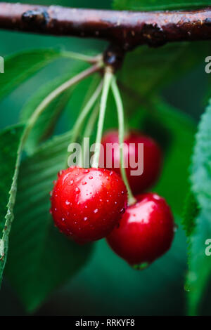 Primo piano di ripe rosso ciliegia bacche su albero tra foglie verdi Foto Stock