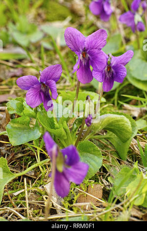Impianto di legno viola, fiori e foglie, Viola odorata Foto Stock