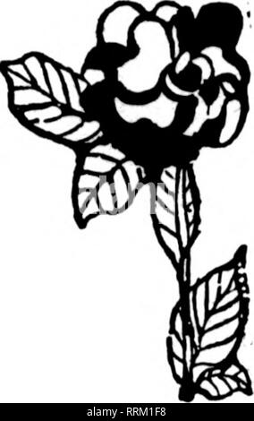 . Fioristi' review [microformati]. Floricoltura. 22 i fioristi' Riesaminare NOTBUBIB 16, 1916. [Ifflffl nrTTTTim QQ nnnm niiiimnTna] laiimiiiiiiisl] |aiiiiiiiiiii!5¥]' Illinois fioristi' OPERE A BLOOMINGTON |ffl(.i.i.iii.iiiiii]D¥] |aiiiiiiiiiiiij¥| IfflfnTrTTTTTTmffl] iffliTrnmnmi. Si prega di notare che queste immagini vengono estratte dalla pagina sottoposta a scansione di immagini che possono essere state migliorate digitalmente per la leggibilità - Colorazione e aspetto di queste illustrazioni potrebbero non perfettamente assomigliano al lavoro originale. Chicago : fioristi' Pub. Co Foto Stock