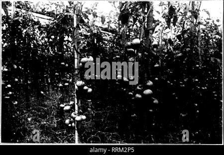 . Fioristi' review [microformati]. Floricoltura. 88 i fioristi' MAKCH revisione 0. 191G. Una parola al saggio è sufficiente. Si prega di notare che queste immagini vengono estratte dalla pagina sottoposta a scansione di immagini che possono essere state migliorate digitalmente per la leggibilità - Colorazione e aspetto di queste illustrazioni potrebbero non perfettamente assomigliano al lavoro originale. Chicago : fioristi' Pub. Co Foto Stock