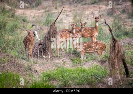 Avvistato cervi a Chitwan il parco nazionale in Nepal Foto Stock