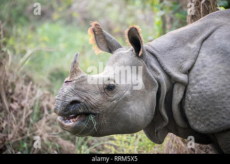 Un corno di rinoceronte di alimentazione a Chitwan il parco nazionale in Nepal. Foto Stock