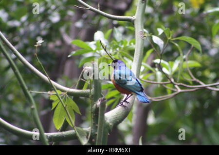 Golden Breasted Starling arroccato su Branch Scrips Aviary San Diego Zoo San Diego California so Cal raro colore brillante uccello metallizzato verde piumaggio Foto Stock