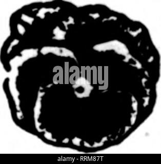 . Fioristi' review [microformati]. Floricoltura. Le lampadine sono molto ritardo in arrivo a causa della congestione dei servizi di trasporto merci. Ora stiamo riempiendo i nostri ordini veloci come possibile. Ci aspettiamo di avere un surplus di tutte le principali varietà per fioristi' uso. Se nella necessità di bulbi scriveteci, o meglio ancora, inviateci i vostri ordini. I NOSTRI BUI.BS ARS qualità superiore. Prezzi giusti. rOTTLER, riSKE, RAWSON CO., 'I'..rruieiul Ave scudiero, Bosttn menzionare il H"Tlew quando yon scrivere. E NOVITÀ PER IL 1917 IL NOSTRO NUOVO CATALOGO sarà pronto a breve WATKINS &AMP; Simpson, Ltd. 27,28 4. 29 Drury Lane, Londra, ENG. Citare T Foto Stock