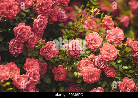 Rosa rosa arbusti giardino fiorito estate Foto Stock