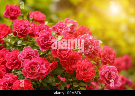 Rosa rosa arbusti giardino fiorito estate Foto Stock