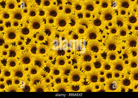 Sfondo naturale - mosaico di un bel colore giallo girasole Foto Stock
