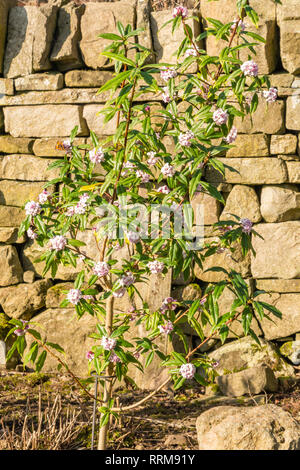 Daphne bholua 'Jaqueline Postill' in fiore Foto Stock