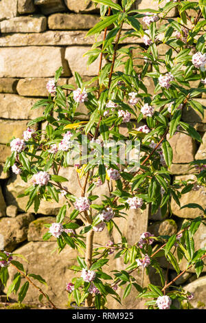 Daphne bholua 'Jaqueline Postill' in fiore Foto Stock